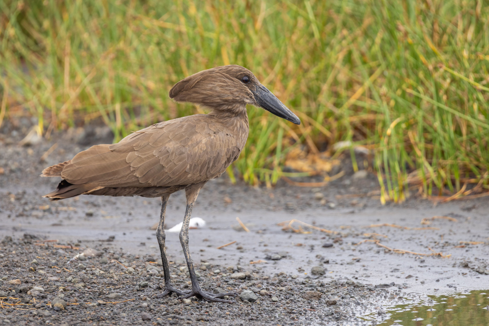 image Hamerkop